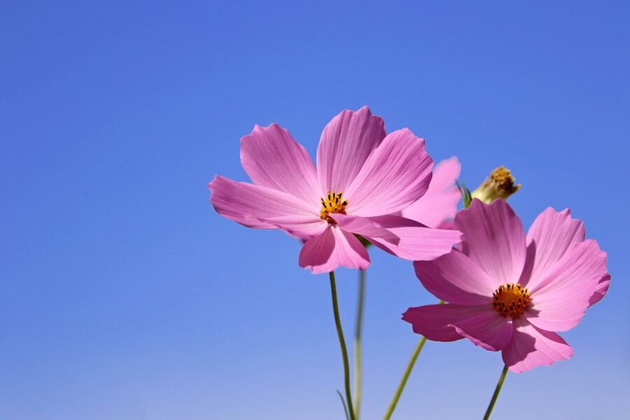 コスモスの花