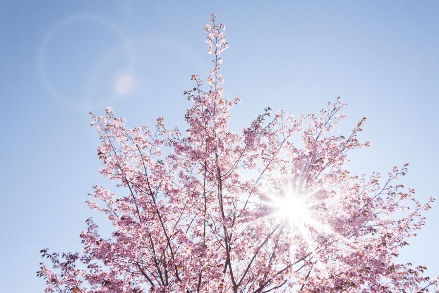 桜の花