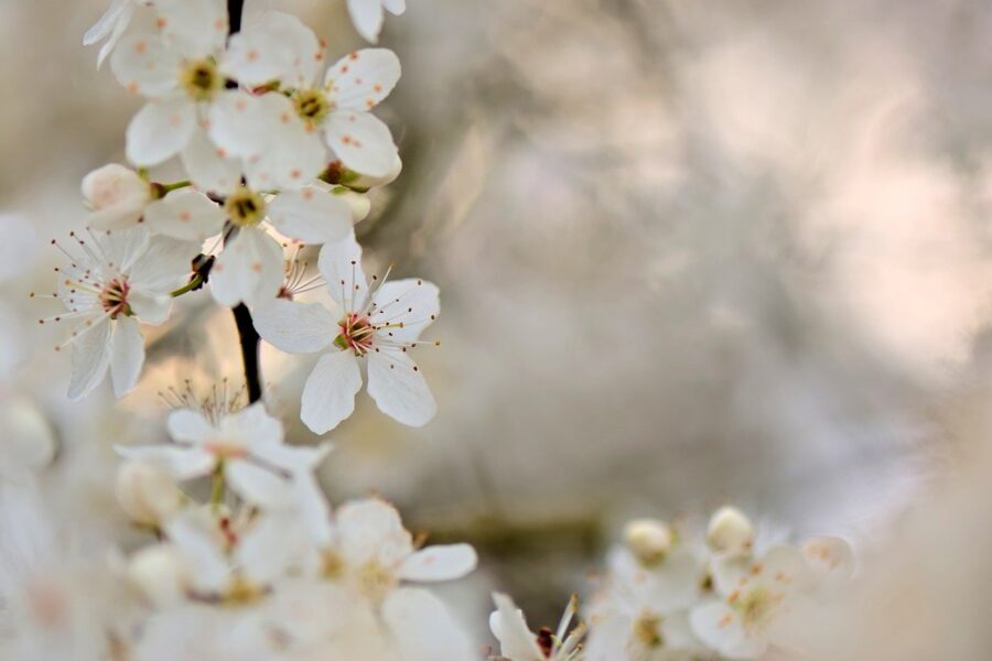 桜の木