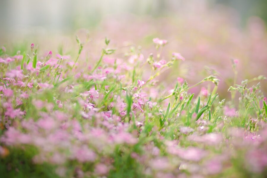 ピンクの花