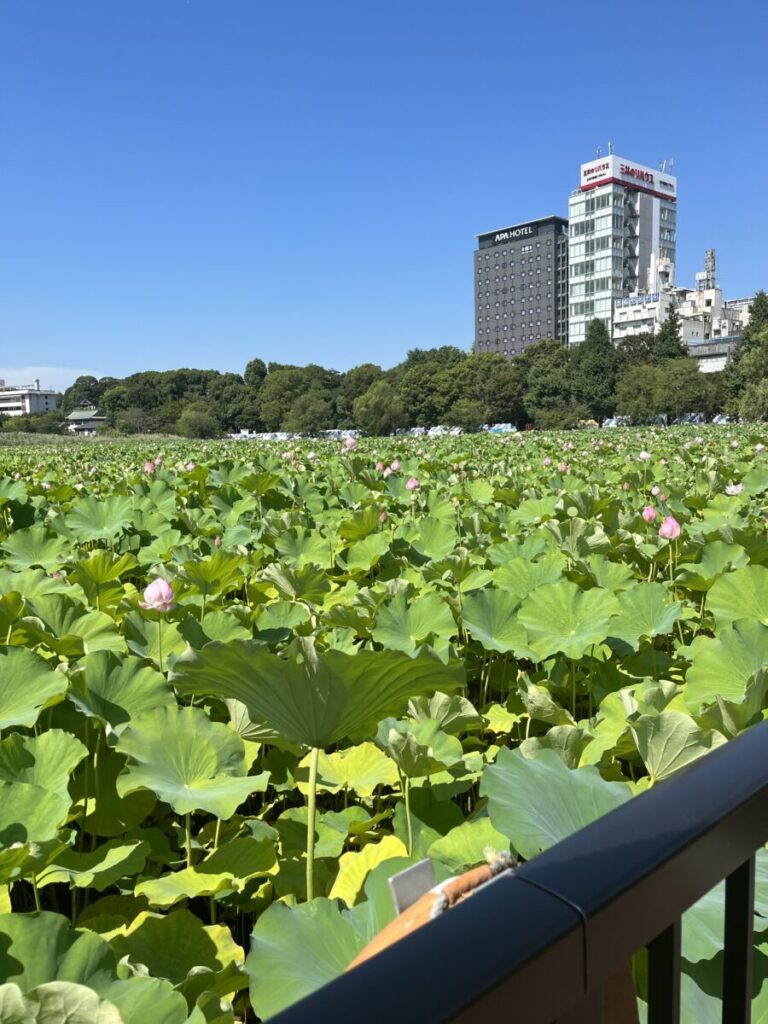 初夏の不忍池